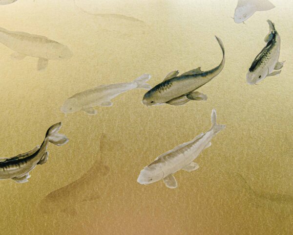 Coordonné Random Metallics Koi - Gold - Image 3
