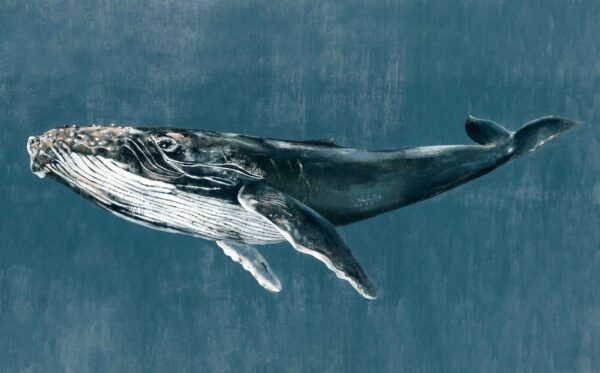 Coordonné Naturae Humpback Whale - Vintage