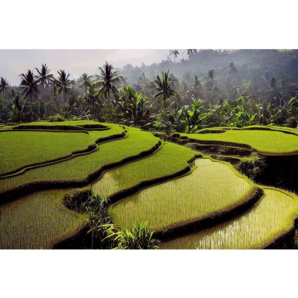Wall Dreamer Panoramic Wallpaper Rice Field Harmony WAD0094 - Image 2